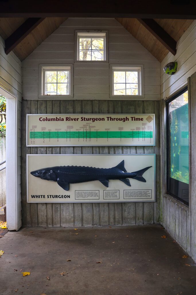 Mt Hood and the Columbia River Gorge