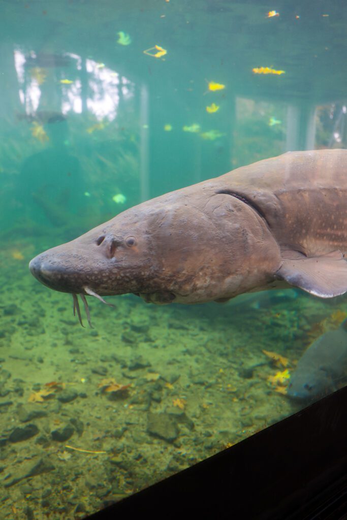 Mt Hood and the Columbia River Gorge